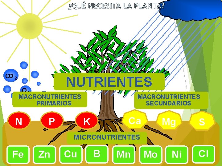 ¿QUÉ NECESITA LA PLANTA? CO 2 NUTRIENTES O 2 MACRONUTRIENTES PRIMARIOS N P MACRONUTRIENTES