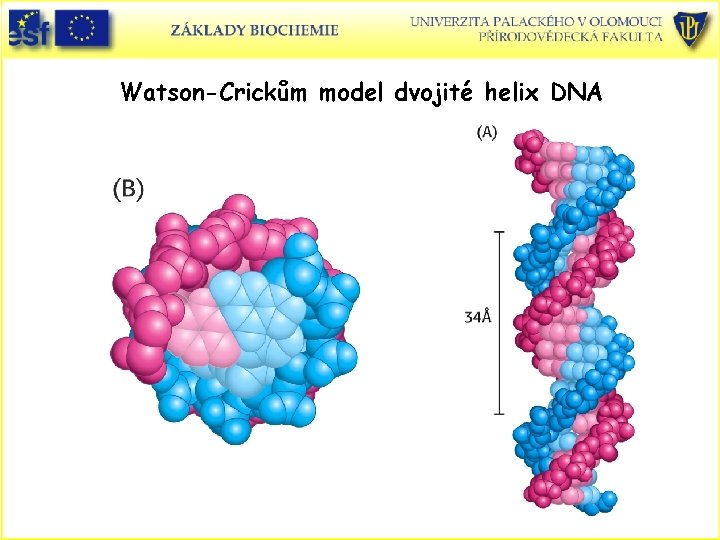 Watson-Crickům model dvojité helix DNA 