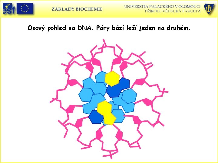 Osový pohled na DNA. Páry bází leží jeden na druhém. 