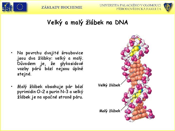 Velký a malý žlábek na DNA • Na povrchu dvojité šroubovice jsou dva žlábky: