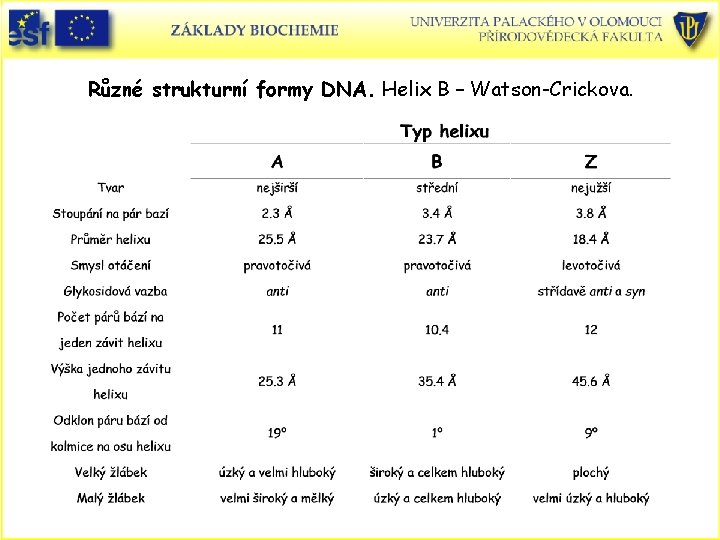 Různé strukturní formy DNA. Helix B – Watson-Crickova. 