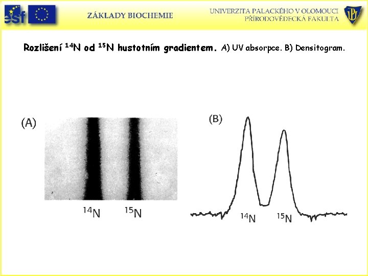 Rozlišení 14 N od 15 N hustotním gradientem. A) UV absorpce. B) Densitogram. 