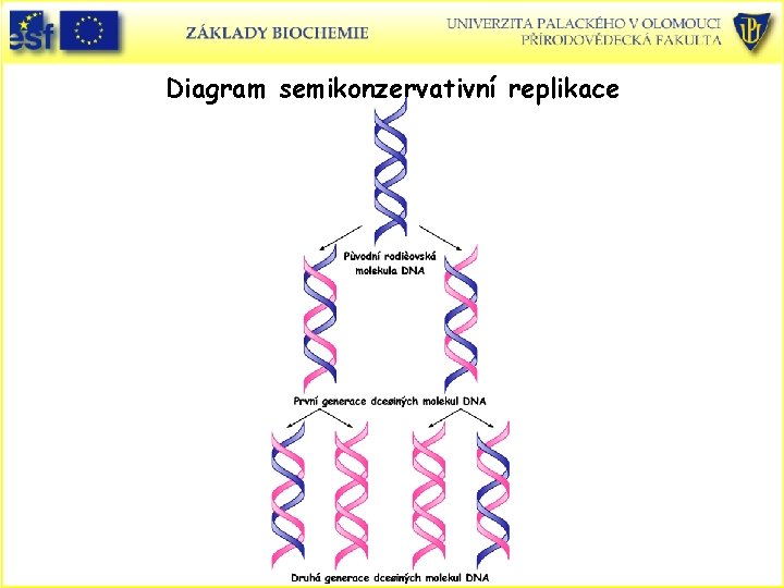 Diagram semikonzervativní replikace 