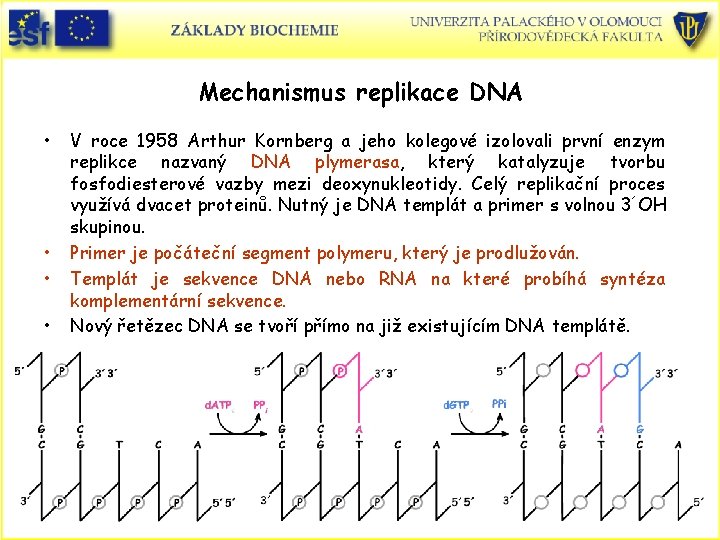 Mechanismus replikace DNA • • V roce 1958 Arthur Kornberg a jeho kolegové izolovali