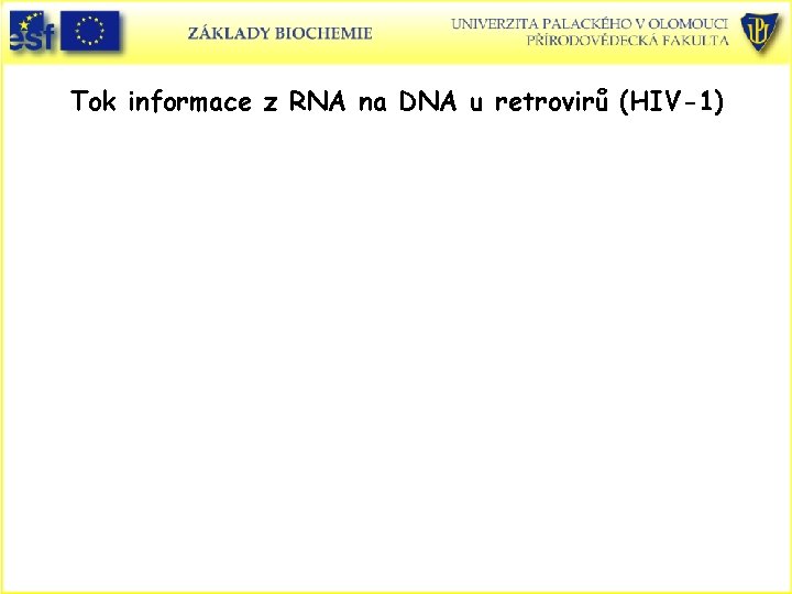 Tok informace z RNA na DNA u retrovirů (HIV-1) 