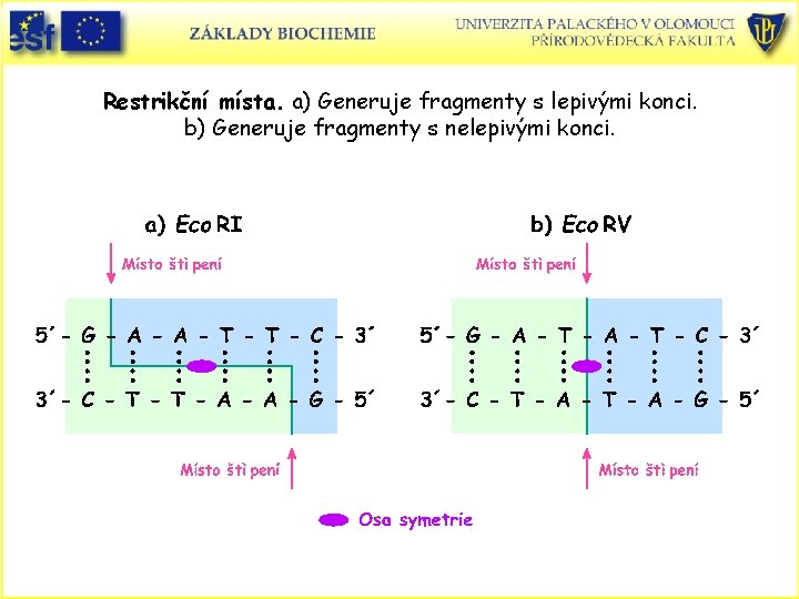 Restrikční místa. a) Generuje fragmenty s lepivými konci. b) Generuje fragmenty s nelepivými konci.