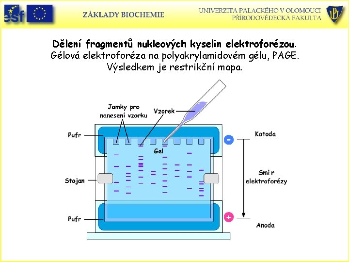 Dělení fragmentů nukleových kyselin elektroforézou. Gélová elektroforéza na polyakrylamidovém gélu, PAGE. Výsledkem je restrikční