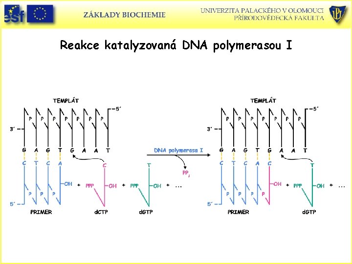 Reakce katalyzovaná DNA polymerasou I 