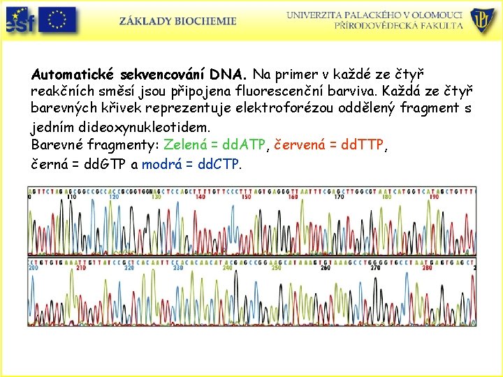 Automatické sekvencování DNA. Na primer v každé ze čtyř reakčních směsí jsou připojena fluorescenční