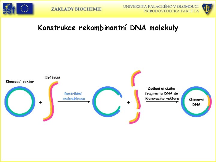 Konstrukce rekombinantní DNA molekuly 