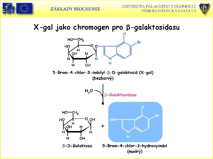 X-gal jako chromogen pro b-galaktosidasu 