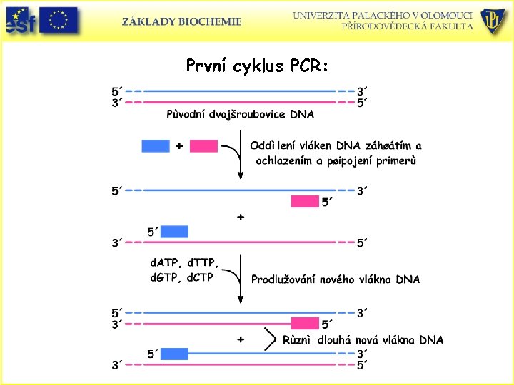 První cyklus PCR: 