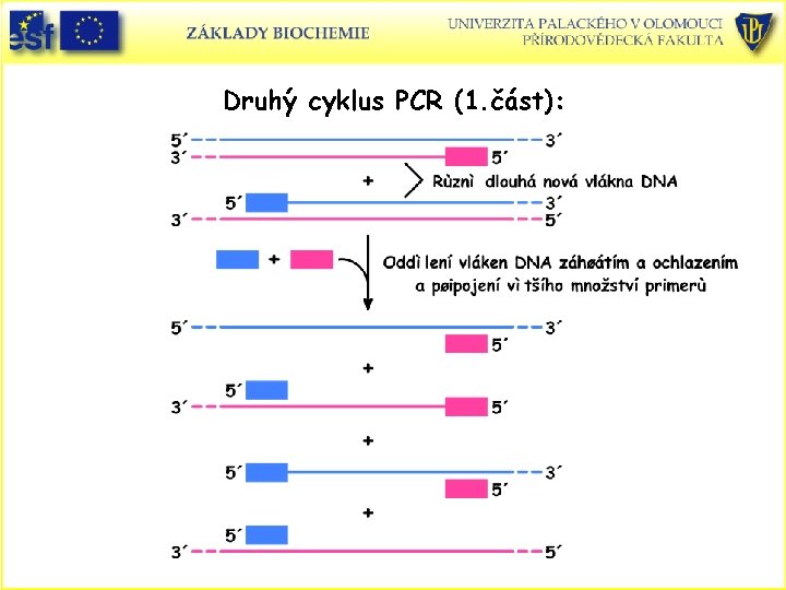 Druhý cyklus PCR (1. část): 