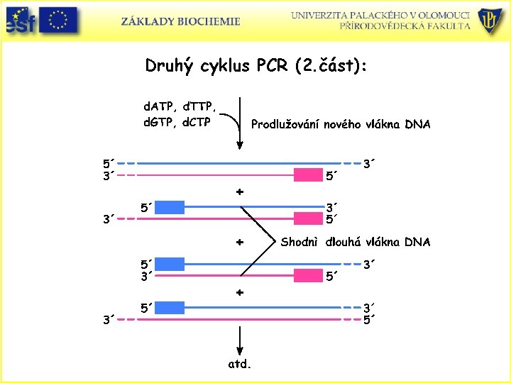 Druhý cyklus PCR (2. část): 