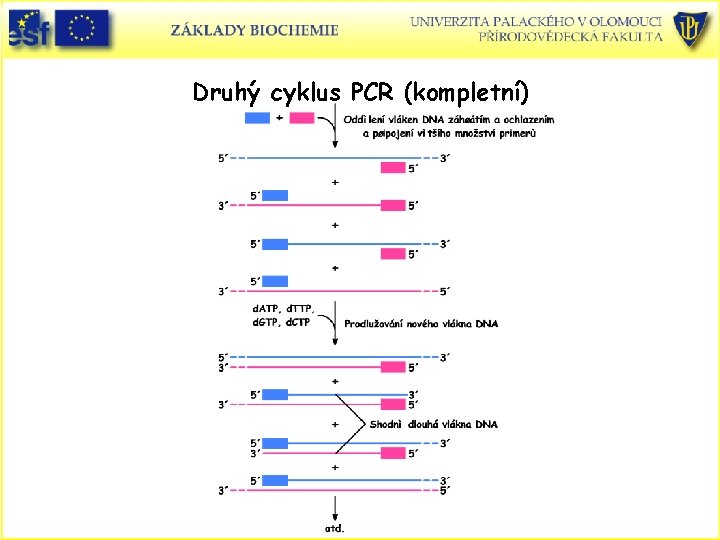 Druhý cyklus PCR (kompletní) 