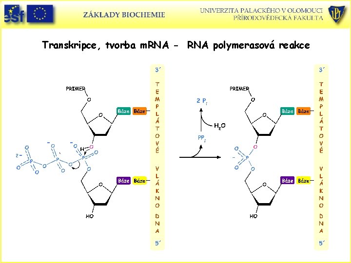 Transkripce, tvorba m. RNA - RNA polymerasová reakce 