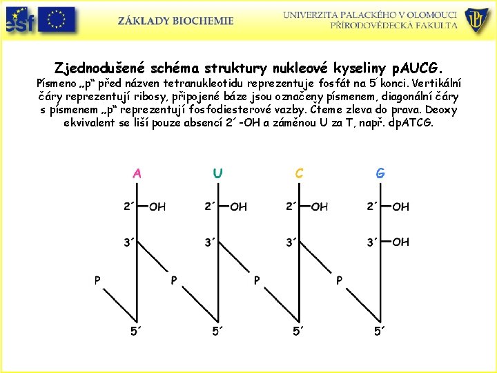 Zjednodušené schéma struktury nukleové kyseliny p. AUCG. Písmeno „p“ před názven tetranukleotidu reprezentuje fosfát
