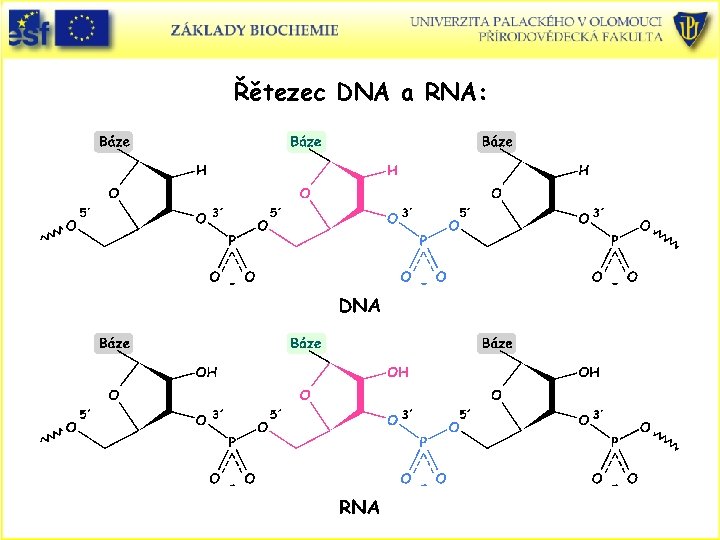 Řětezec DNA a RNA: 