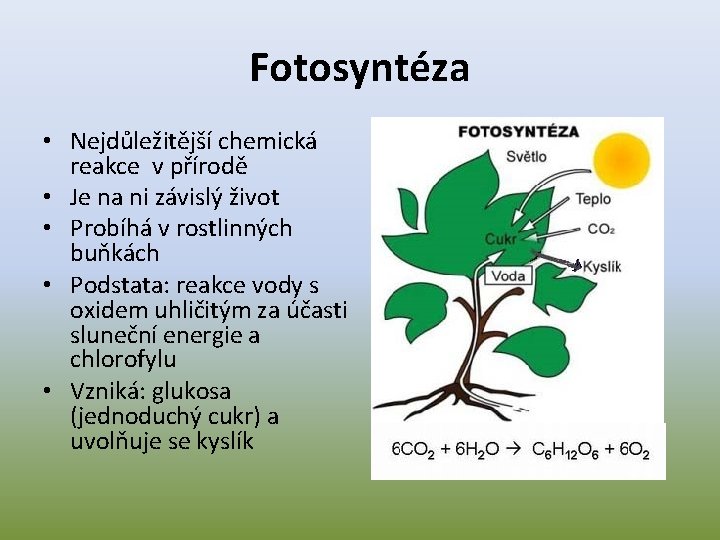 Fotosyntéza • Nejdůležitější chemická reakce v přírodě • Je na ni závislý život •