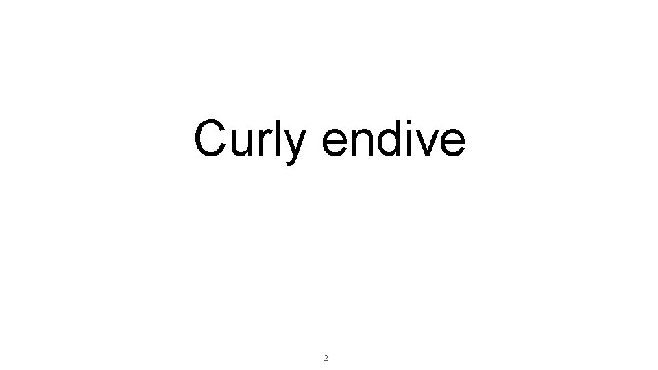Curly endive 2 Curly endive 2