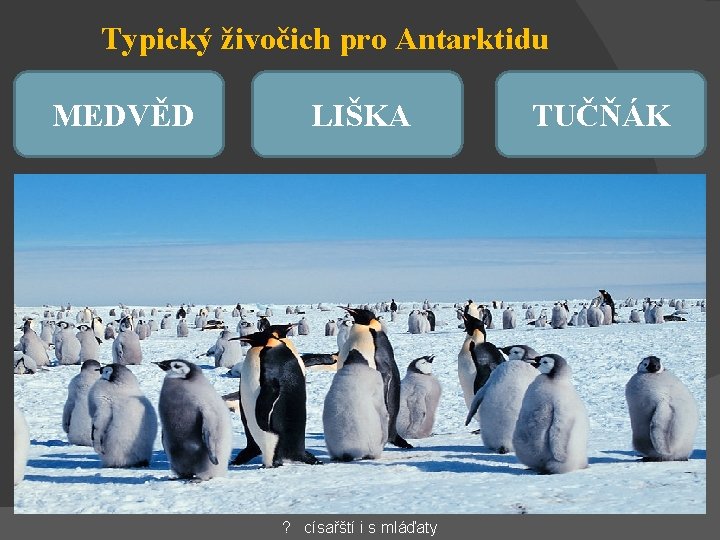 Typický živočich pro Antarktidu MEDVĚD LIŠKA ? císařští i s mláďaty TUČŇÁK 