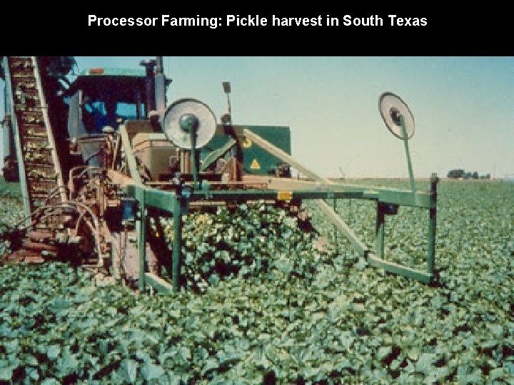 Processor Farming: Pickle harvest in South Texas 