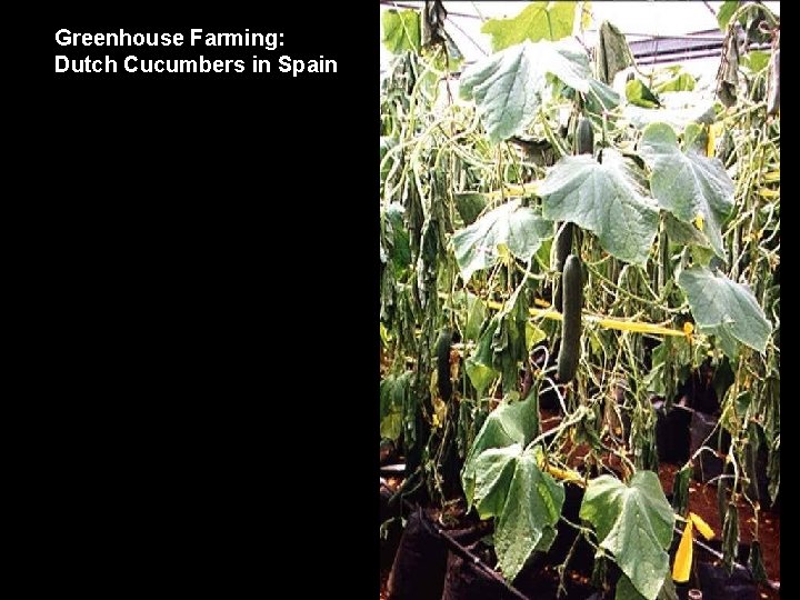 Greenhouse Farming: Dutch Cucumbers in Spain 