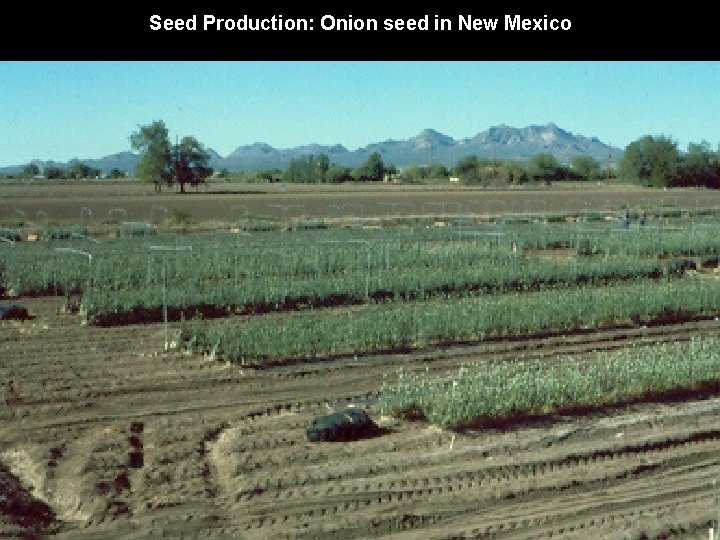 Seed Production: Onion seed in New Mexico 