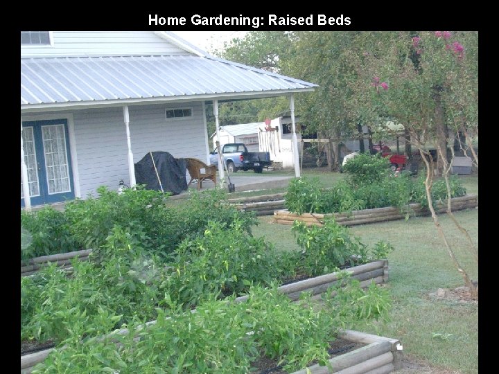 Home Gardening: Raised Beds 