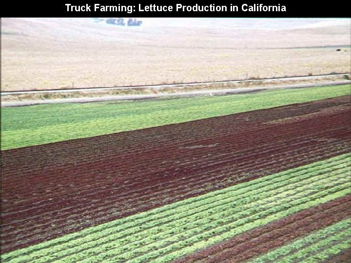Truck Farming: Lettuce Production in California 