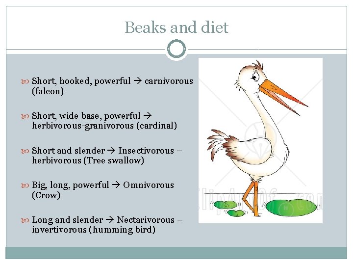 Beaks and diet Short, hooked, powerful carnivorous (falcon) Short, wide base, powerful herbivorous-granivorous (cardinal)