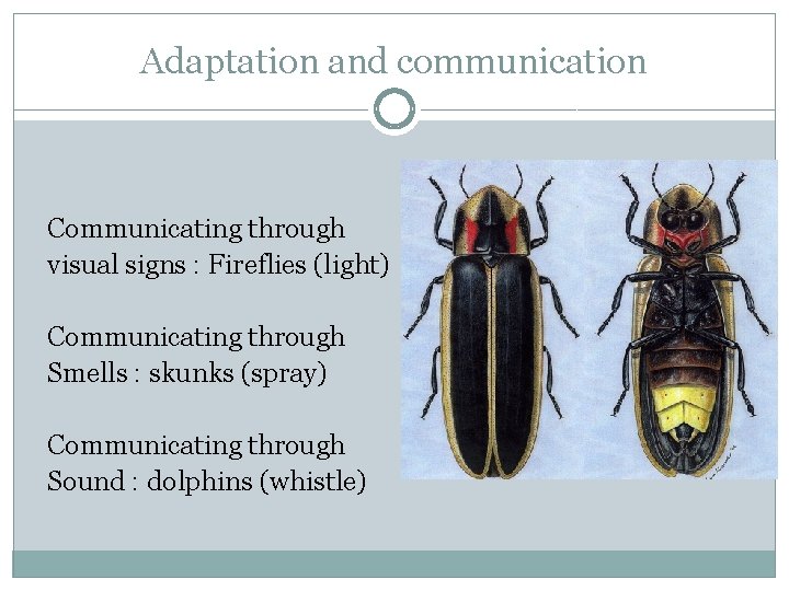 Adaptation and communication Communicating through visual signs : Fireflies (light) Communicating through Smells :