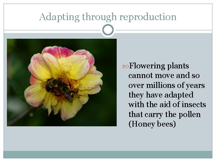 Adapting through reproduction Flowering plants cannot move and so over millions of years they