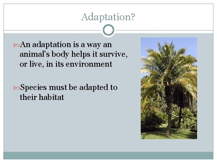 Adaptation? An adaptation is a way an animal's body helps it survive, or live,