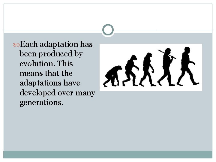  Each adaptation has been produced by evolution. This means that the adaptations have