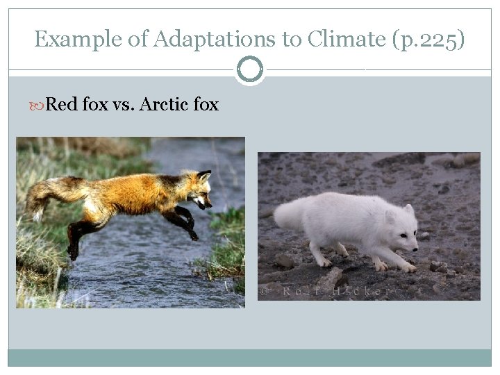 Example of Adaptations to Climate (p. 225) Red fox vs. Arctic fox 