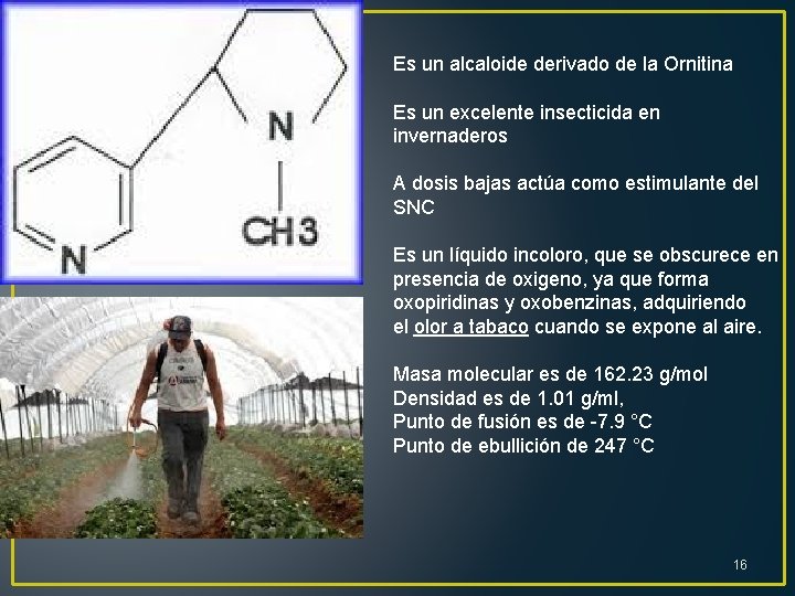 Es un alcaloide derivado de la Ornitina Es un excelente insecticida en invernaderos A