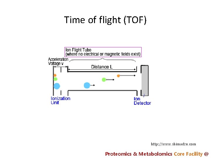 Time of flight (TOF) http: //www. shimadzu. com Proteomics & Metabolomics Core Facility @