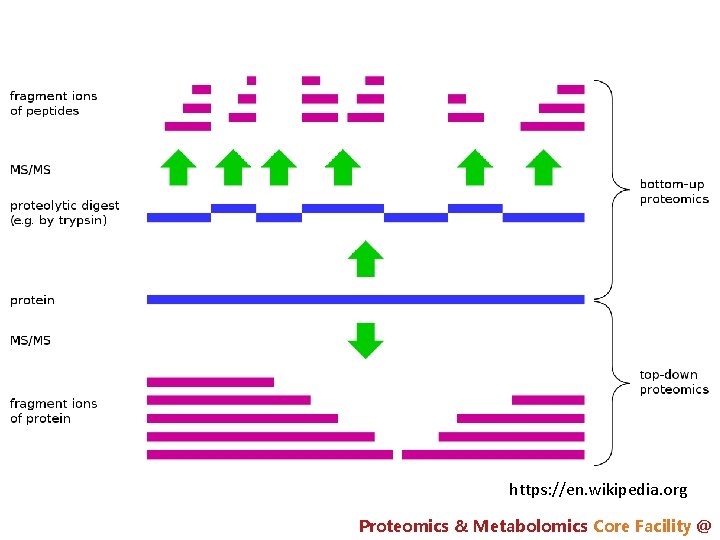 https: //en. wikipedia. org Proteomics & Metabolomics Core Facility @ 