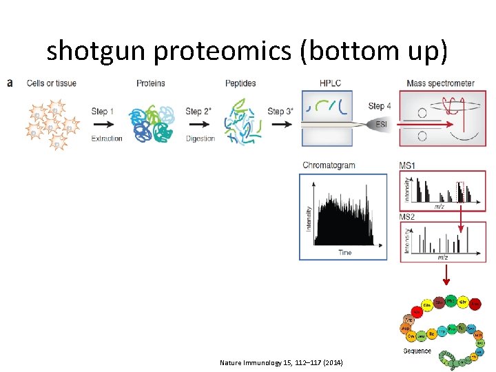 shotgun proteomics (bottom up) Nature Immunology 15, 112– 117 (2014) 