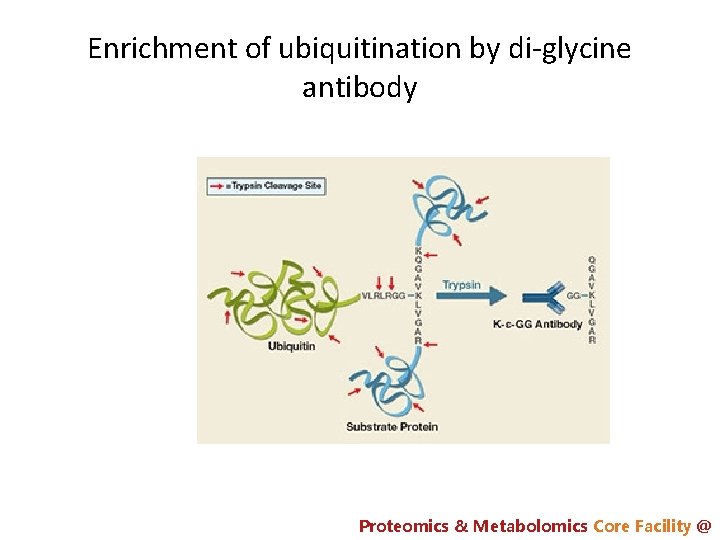 Enrichment of ubiquitination by di-glycine antibody Proteomics & Metabolomics Core Facility @ 