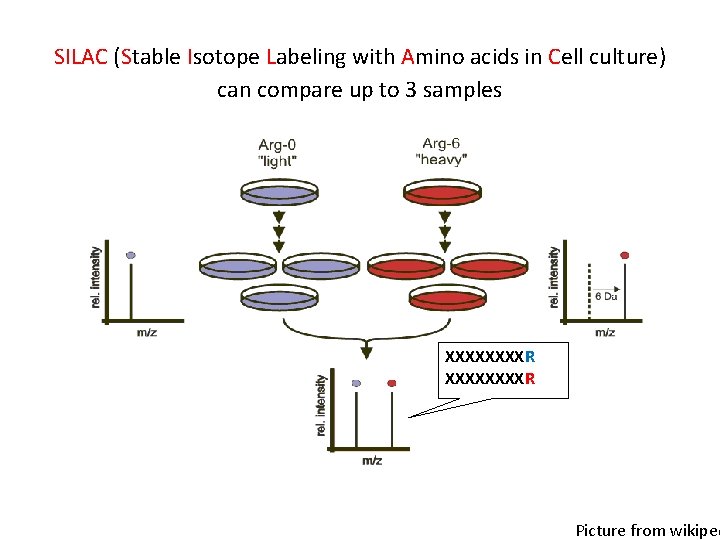 SILAC (Stable Isotope Labeling with Amino acids in Cell culture) can compare up to