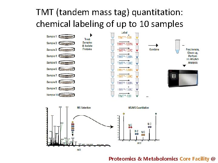 TMT (tandem mass tag) quantitation: chemical labeling of up to 10 samples Proteomics &