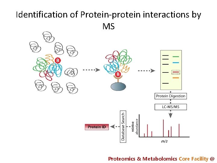 Identification of Protein-protein interactions by MS Proteomics & Metabolomics Core Facility @ 