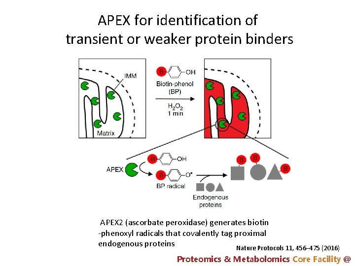APEX for identification of transient or weaker protein binders APEX 2 (ascorbate peroxidase) generates