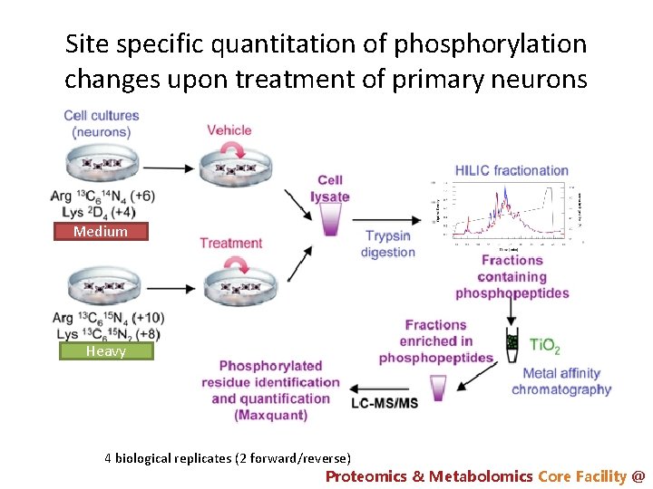 Site specific quantitation of phosphorylation changes upon treatment of primary neurons Medium Heavy 4
