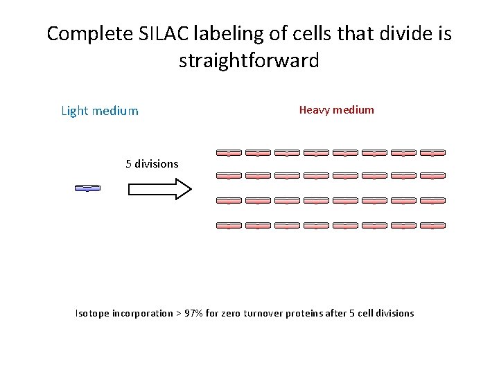 Complete SILAC labeling of cells that divide is straightforward Light medium Heavy medium 5