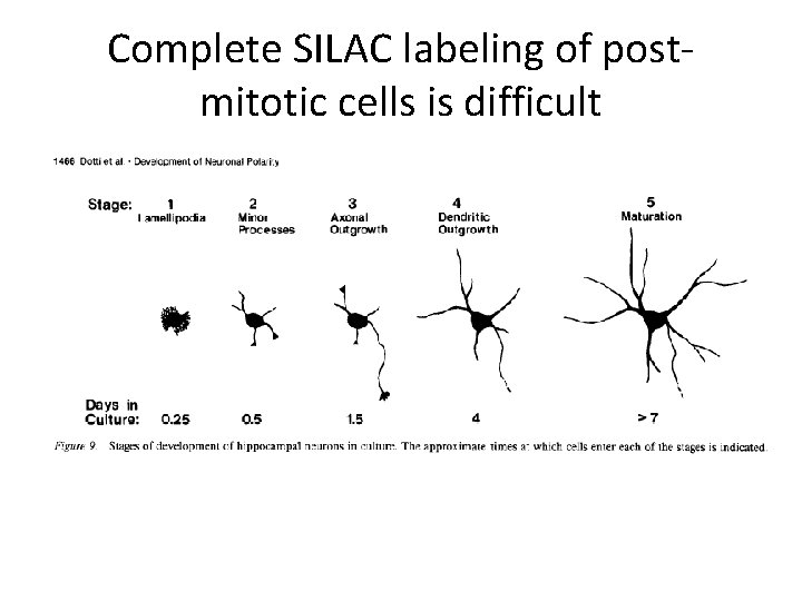 Complete SILAC labeling of postmitotic cells is difficult 