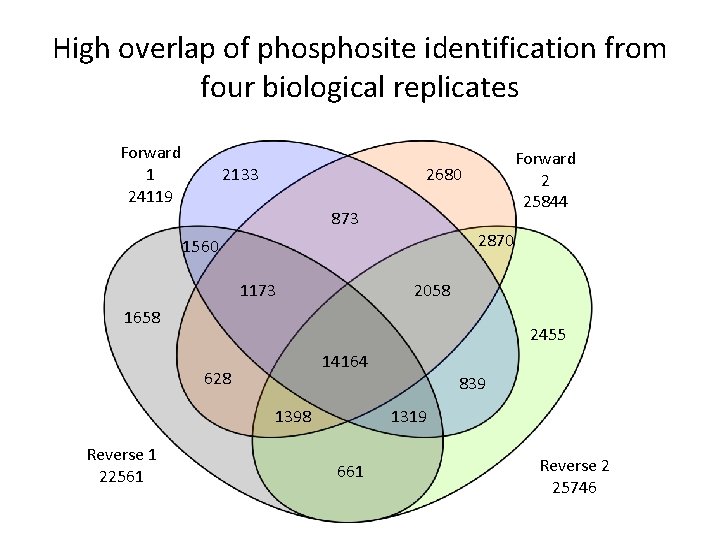 High overlap of phosite identification from four biological replicates Forward 1 24119 2133 Forward