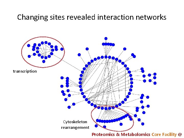Changing sites revealed interaction networks transcription Cytoskeleton rearrangement Proteomics & Metabolomics Core Facility @
